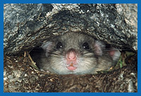 Siebenschlfer (Glis glis) in Felshhle