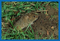 Kurzohrmaus (Microtus subterraneus)