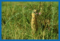 Ziesel (Citellus citellus) frit Bltenkpfe einer Flockenblume