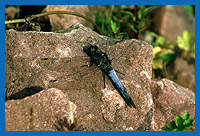 Groer Blaupfeil (Orthetrum cancellatum)