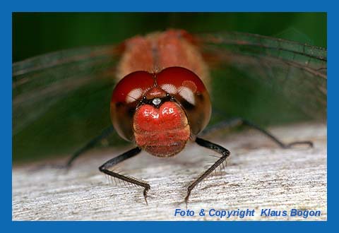 Portrt der Gemeinen Heidelibelle (Sympetrum vulgatum)