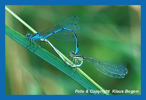 Paarungsrad der Hufeisen-Azurjungfer (Coenagrion puella)