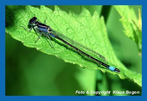 Groe Pechlibelle (Ischnura elegans)