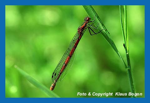 Frhe Adonislibelle (Pyrrhosoma nymphula)