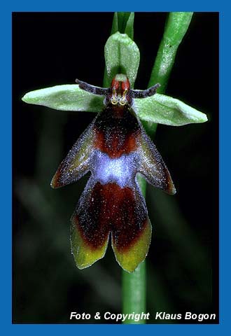 Fliegenragwurz (Ophrys insectifera