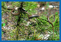 Schlingnatter (Coronella austriaca) klettert in einer kleinen Fichte