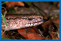 Blindschleiche (Anguis fragilis) zngelt, Portrt