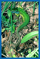 Smaragdeidechse (Lacerta viridis)