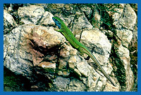 Smargadeidechse (Lacerta viridis)