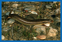 Gefleckter Walzenskink  (Chalcides oecellatus)