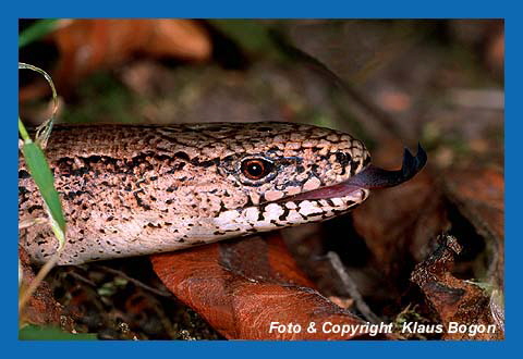 Blindschleiche (ANguis fragilis) zngelt, Portrt