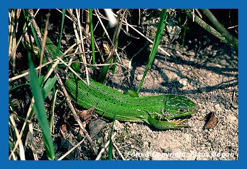 Westliche Smaragdeidechse (Lacerta bilineata) Kaiserstuhl