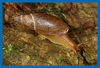 Dalmatinische Raubschnecke (Poiretia cornea), Kreta