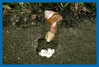 Weinbergschnecke (Helix pomatia) bei der Eiablage