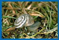 Gemeine Heideschnecke (Helicella itala)