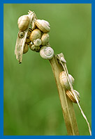 Mittelmeersandschnecken (Theba pisana) an trockenen Pflanzenstengel