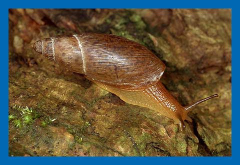 Dalmatinische Raubschnecke