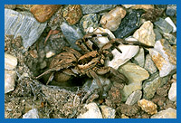 Apulische Tarantel (Lycosa tarentula)