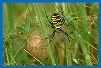 Wespenspinne (Argiope bruennichi) bewacht ihren Eikokon