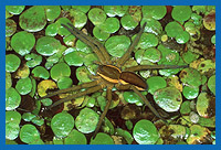 Gerandete Jagdspinne (Dolomeses fimbriatus) lauert auf Wasserlinsen