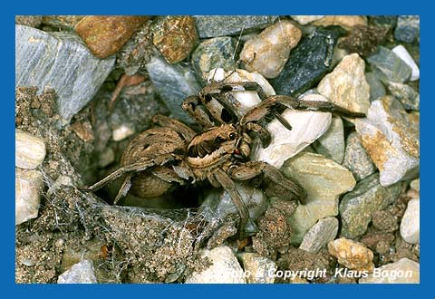 Apulische Tarantel lauert am Hhleneingang