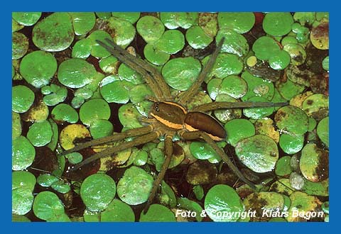 Gerandete Jagdspinne lauert auf Wasserlinsen