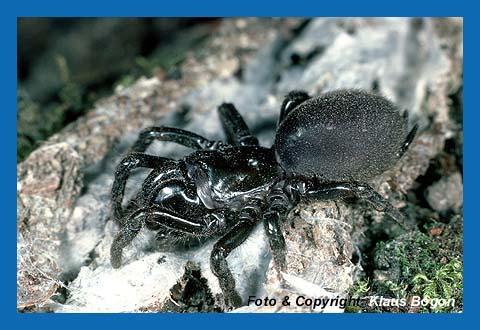 Weibchen der Tapizierspinne sitzt auf geffntetem Gespinstschlauch