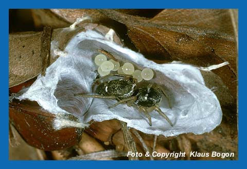 Springspinne bewacht Eigelege im geffneten Gespinst