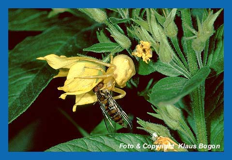 Krappenspinne mit Schwebfliege als Beute