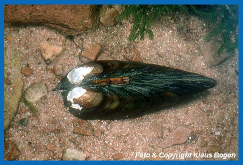 lteres Exemplar der Aufgeblasene Flumuschel (Unio tumidus) mit korrodierter Wirbelregion.