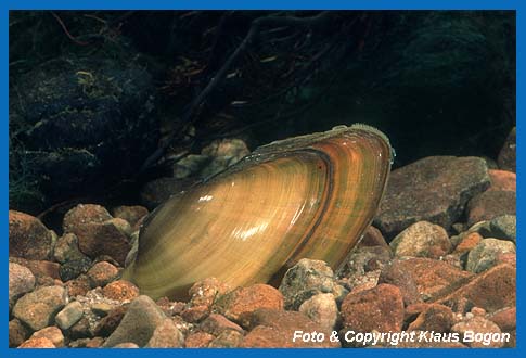 Die Aufgeblasene Flumuschel (Unio tumidus) ist auch an den strahlenfrmigen grnen Bndern zu erkennen.