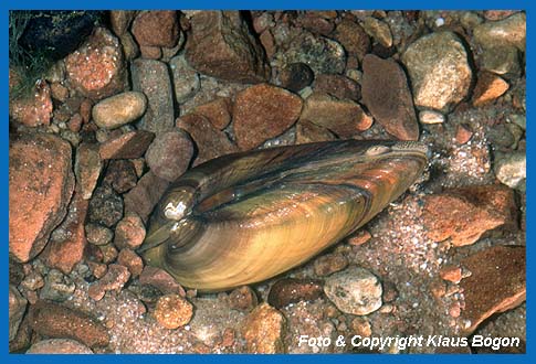 Aufgeblasene Flumuschel (Unio tumidus) in der Draufsicht.