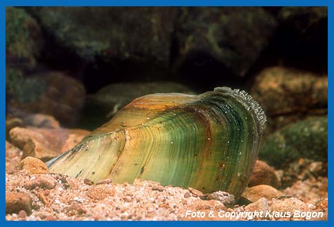 Groe Teichmuschel (Anodonta cygnea) beim filtrieren von Nahrungspartiekeln.