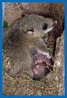 Siebenschlfer-Weibchen mit nackten Jungen 1