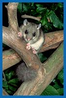 Siebenschlfer (Glis glis)