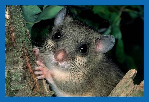 Siebenschlfer (Glis glis) Bild 3