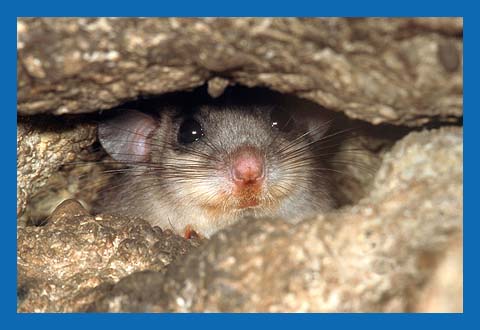 Siebenschlfer (Glis glis) Bild 7