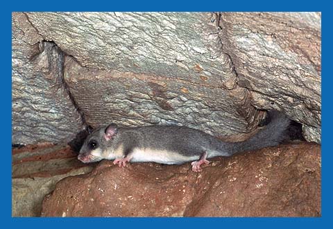 Siebenschlfer (Glis glis) Bild 20