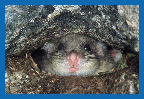 Siebenschlfer (Glis glis) Bild 2