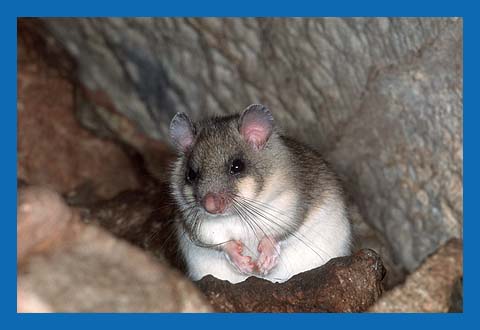 Siebenschlfer (Glis glis) Bild 9