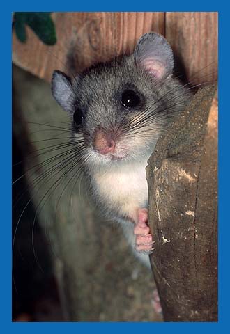 Siebenschlfer (Glis glis) Bild 10