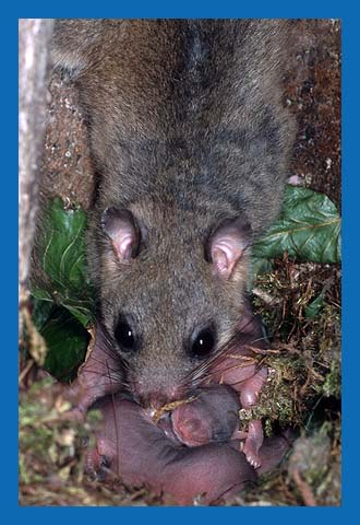 Siebenschlfer (Glis glis) Bild 15