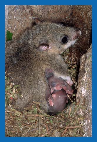 Siebenschlfer (Glis glis) Bild 14