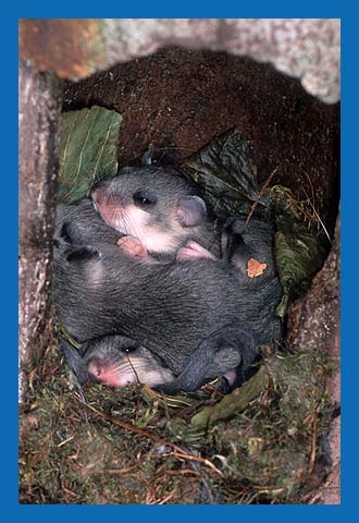 Siebenschlfer (Glis glis) Bild 16