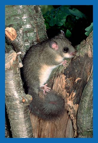 Siebenschlfer (Glis glis) Bild 12