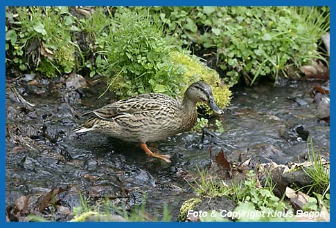  Stockenten-Weibchen in einem Bach