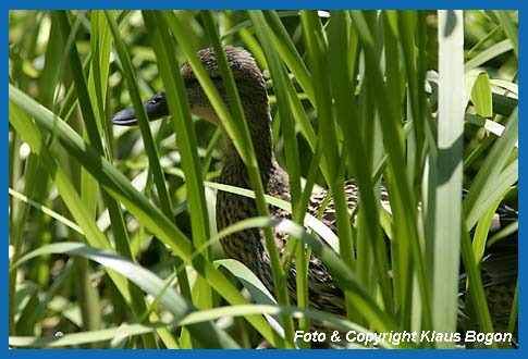 Stockenten-Weibchen im dichter Vegetation verborgen.