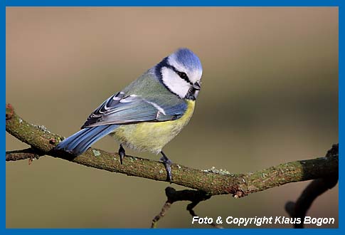 Blaumeise Parus caeruleus