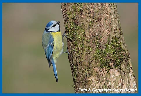 Blaumeise Parus caeruleus auf der Suche nach Insekten.