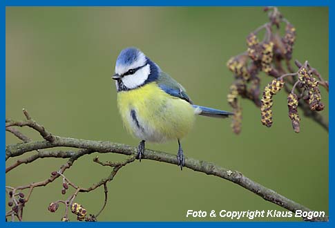 Blaumeise Parus caeruleus auf Schwarzerlenzweig